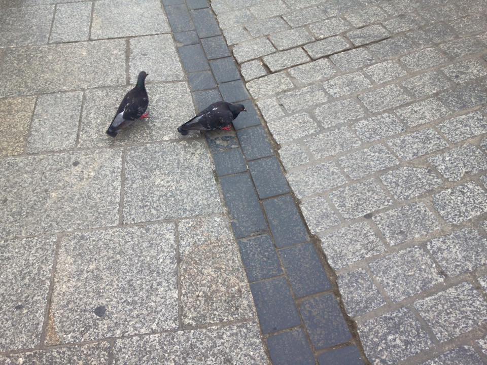 Pigeon Friends